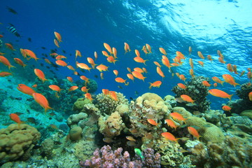 Fototapeta na wymiar Lyretail Anthias and Beautiful Coral Reef
