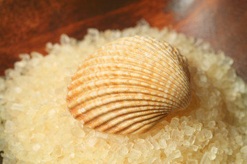 Seashell on salt pile