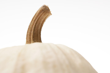 Kürbis