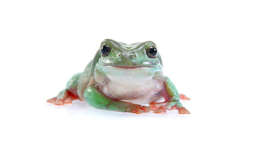 Überraschter Frosch