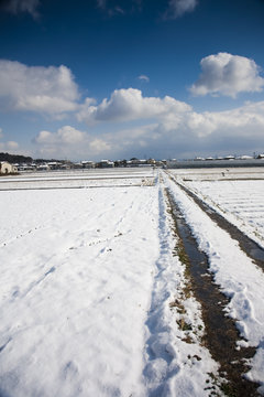 Snow path across the ricefields