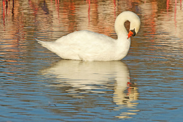 cygne