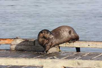 Seeotter