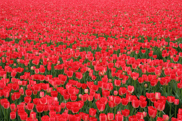 Field of tulips in Holland