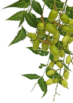 azadirachta indica, neem, margousier fond blanc