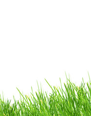 Obraz premium Grass