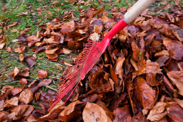 Laub harken. Blätter entfernen. Gartenarbeit im Herbst.
