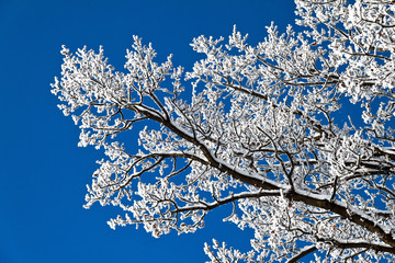 Landschaft mit Raureif, Frost und Schnee auf Baum im Winter.