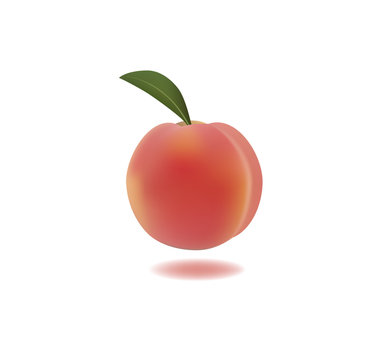 peach vector illustration