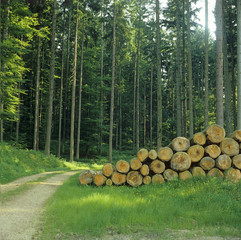 Pine forest with pile of logs