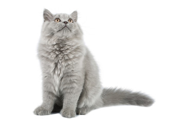 british kitten looking up isolated