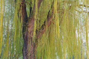 Blooming weeping willow tree
