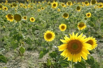 Sunflower plantation vibrant yellow flowers