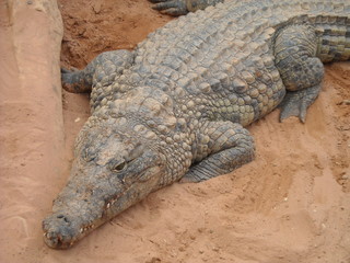 Fototapeta premium crocodile