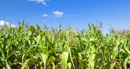 Obraz premium Corn field and blue sky.