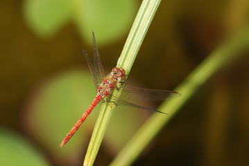 Red dragonfly