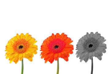Drei Gerbera