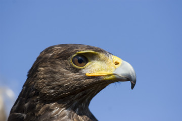 harris hawk