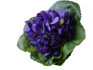 parfum de violettes