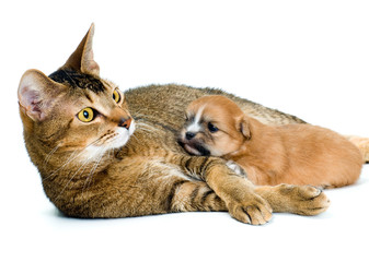 Puppy chihuahua with a cat