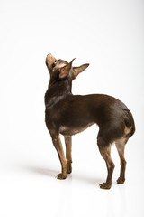 funny curious toy terrier dog looking up. white background