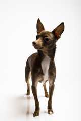funny curious toy terrier dog looking up. white background
