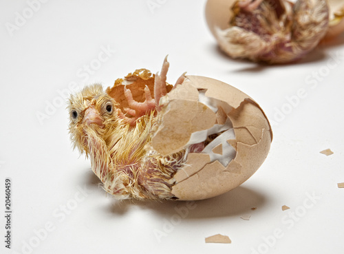 How to draw a chick coming out of an egg