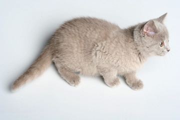 British kitten in studio on the gray background