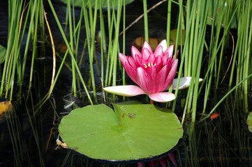 Seerose