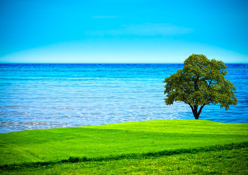 Tree on green field © wajan