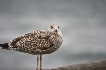Möwe am Meer