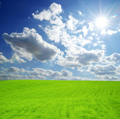 Fototapeta premium field