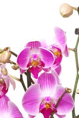 orchid