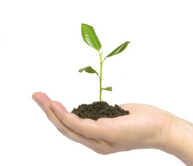 plant