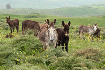 herd of donkeys