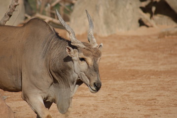 Common Waterbuck
