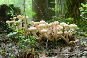bunch of honey agaric mushrooms in forest