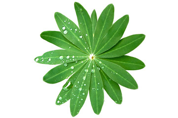 Green Foliage and rain drops isolated on white with clipping pat