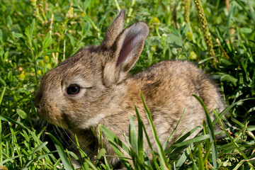 little rabbit on green grass