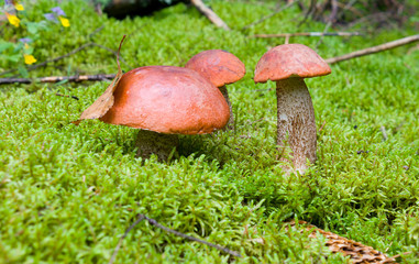 orange-cap boletus mushrooms in forest