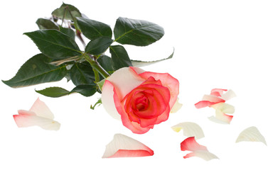 pink and white rose with scattered petals