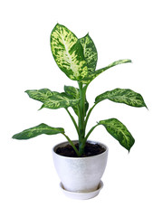 dieffenbachie lat. dieffenbachia green plant isolated