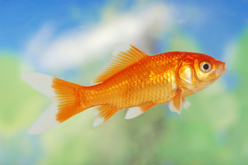 white tip gold fish