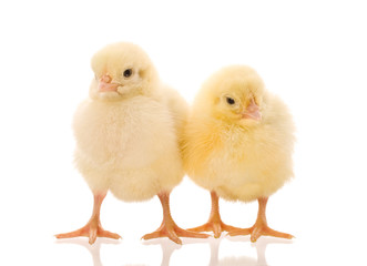 two chicks