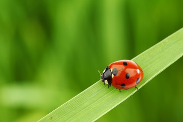 ladybug on grass