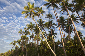 Palm Trees, Fiji