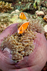 Clown fish, Fiji