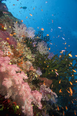 Fototapeta na wymiar Coral, Fiji