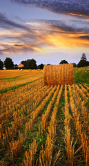 Golden sunset over farm field - 20466827