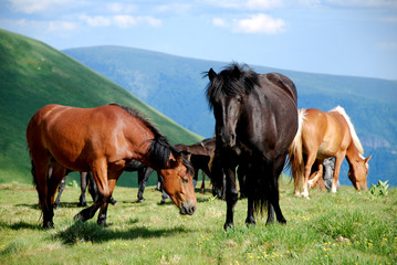 Fototapeta na wymiar wild horses free in nature